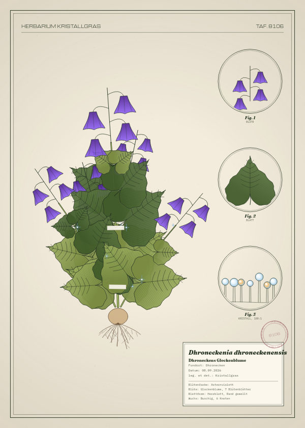 Botanische Tafel: Dhroneckenia dhroneckenensis, eine erfundene Pflanze aus Dhronecken, gezeichnet wie in einem alten Pflanzenatlas