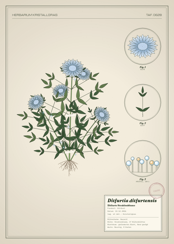 Botanische Tafel: Ditfurtia ditfurtensis, eine erfundene Pflanze aus Ditfurt, gezeichnet wie in einem alten Pflanzenatlas