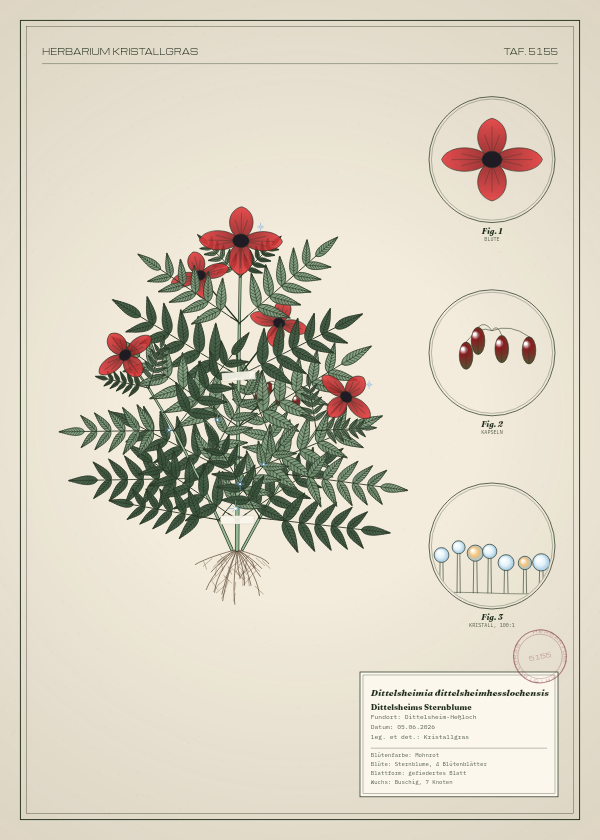 Botanische Tafel: Dittelsheimia dittelsheimhesslochensis, eine erfundene Pflanze aus Dittelsheim-Heßloch, gezeichnet wie in einem alten Pflanzenatlas