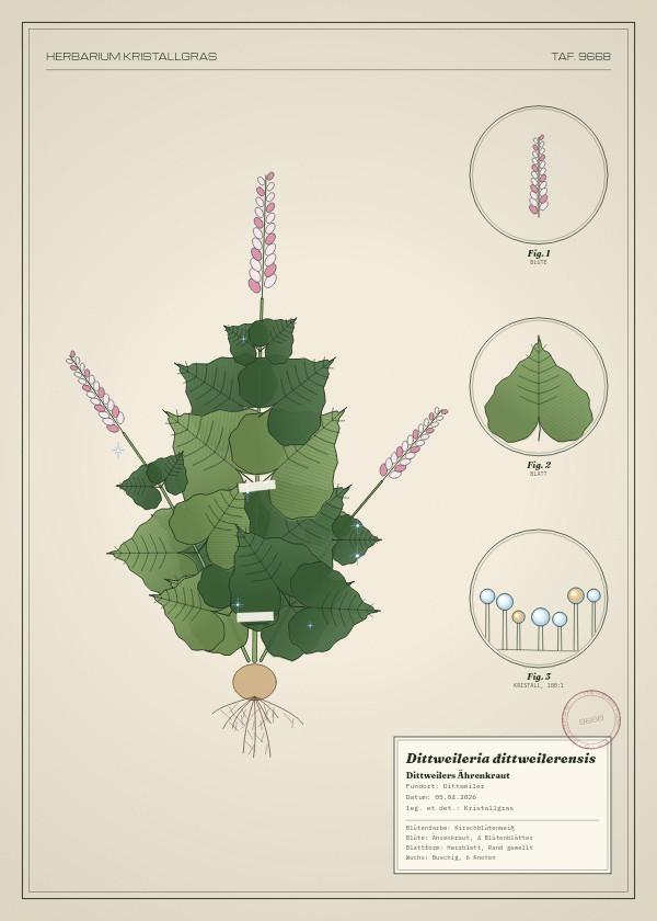 Botanische Tafel: Dittweileria dittweilerensis, eine erfundene Pflanze aus Dittweiler, gezeichnet wie in einem alten Pflanzenatlas