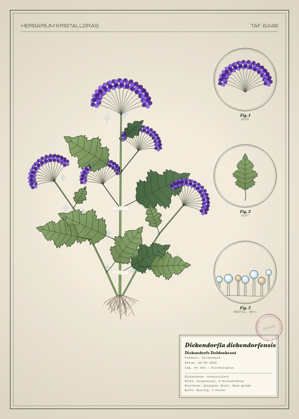 Botanische Tafel: Dickendorfia dickendorfensis, eine erfundene Pflanze aus Dickendorf, gezeichnet wie in einem alten Pflanzenatlas