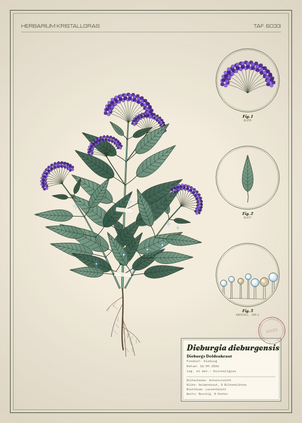 Botanische Tafel: Dieburgia dieburgensis, eine erfundene Pflanze aus Dieburg, gezeichnet wie in einem alten Pflanzenatlas