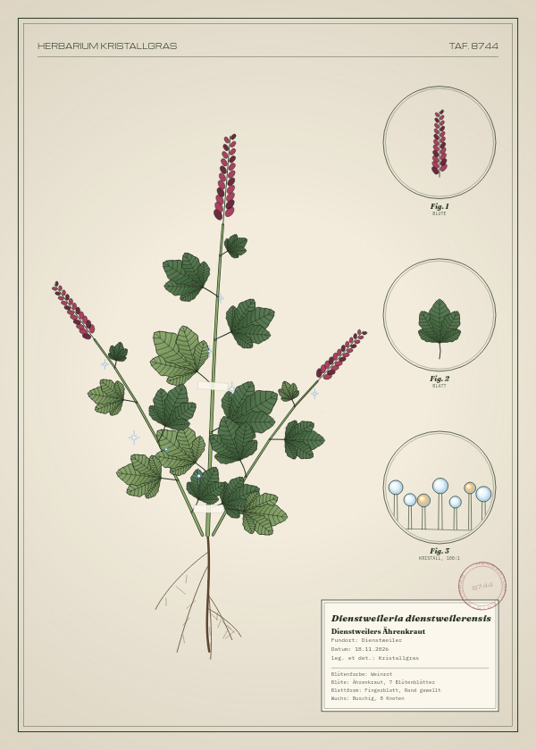 Botanische Tafel: Dienstweileria dienstweilerensis, eine erfundene Pflanze aus Dienstweiler, gezeichnet wie in einem alten Pflanzenatlas