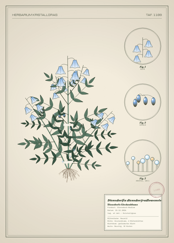 Botanische Tafel: Diensdorfia diensdorfradlowensis, eine erfundene Pflanze aus Diensdorf-Radlow, gezeichnet wie in einem alten Pflanzenatlas