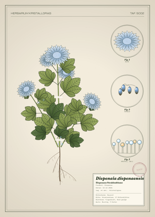 Botanische Tafel: Diepenaia diepenaensis, eine erfundene Pflanze aus Diepenau, gezeichnet wie in einem alten Pflanzenatlas