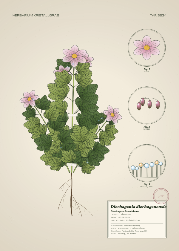Botanische Tafel: Dierhagenia dierhagenensis, eine erfundene Pflanze aus Dierhagen, gezeichnet wie in einem alten Pflanzenatlas