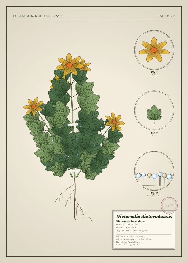 Botanische Tafel: Dieterodia dieterodensis, eine erfundene Pflanze aus Dieterode, gezeichnet wie in einem alten Pflanzenatlas
