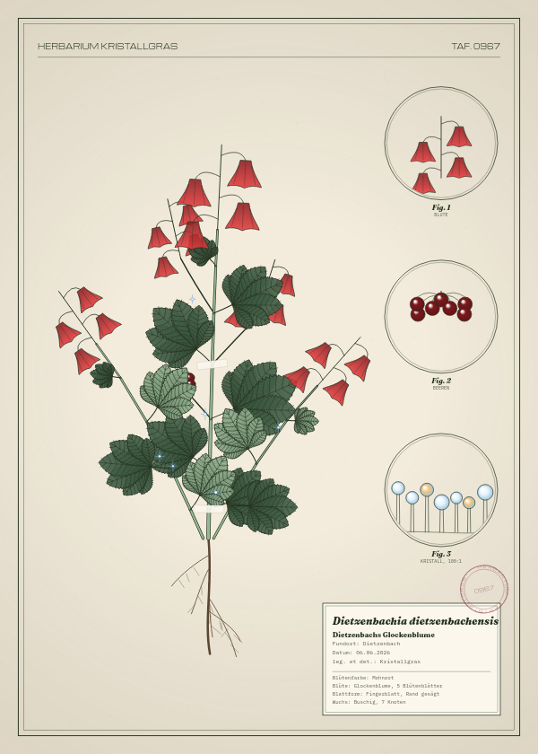 Botanische Tafel: Dietzenbachia dietzenbachensis, eine erfundene Pflanze aus Dietzenbach, gezeichnet wie in einem alten Pflanzenatlas