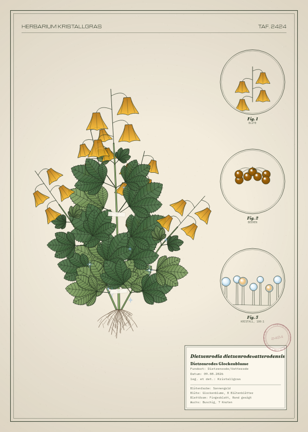 Botanische Tafel: Dietzenrodia dietzenrodevatterodensis, eine erfundene Pflanze aus Dietzenrode/Vatterode, gezeichnet wie in einem alten Pflanzenatlas