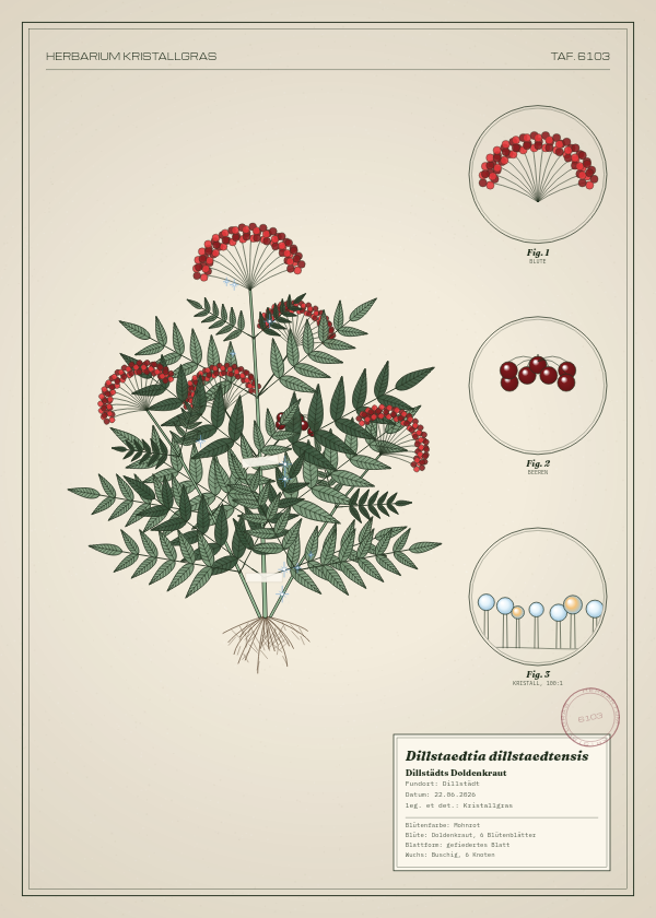 Botanische Tafel: Dillstaedtia dillstaedtensis, eine erfundene Pflanze aus Dillstädt, gezeichnet wie in einem alten Pflanzenatlas