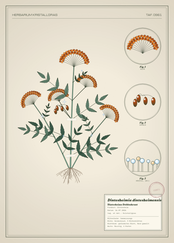 Botanische Tafel: Dintesheimia dintesheimensis, eine erfundene Pflanze aus Dintesheim, gezeichnet wie in einem alten Pflanzenatlas