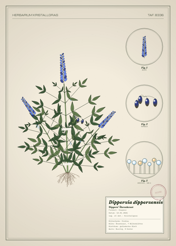 Botanische Tafel: Dipperzia dipperzensis, eine erfundene Pflanze aus Dipperz, gezeichnet wie in einem alten Pflanzenatlas