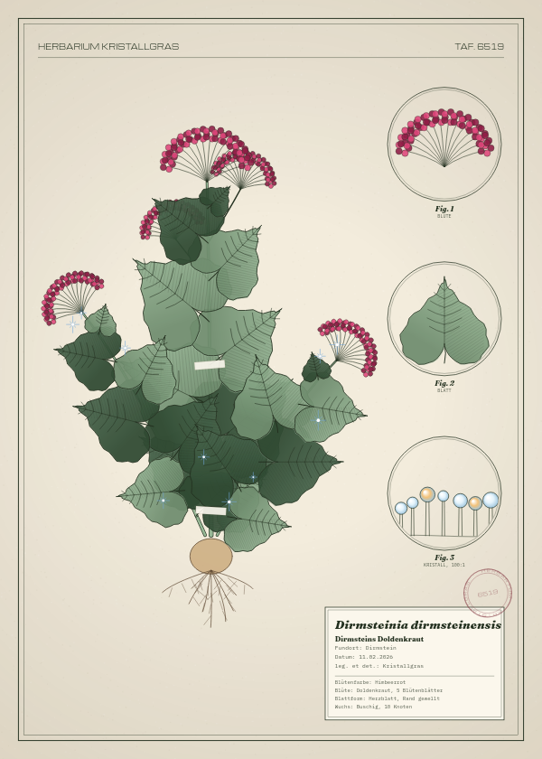 Botanische Tafel: Dirmsteinia dirmsteinensis, eine erfundene Pflanze aus Dirmstein, gezeichnet wie in einem alten Pflanzenatlas