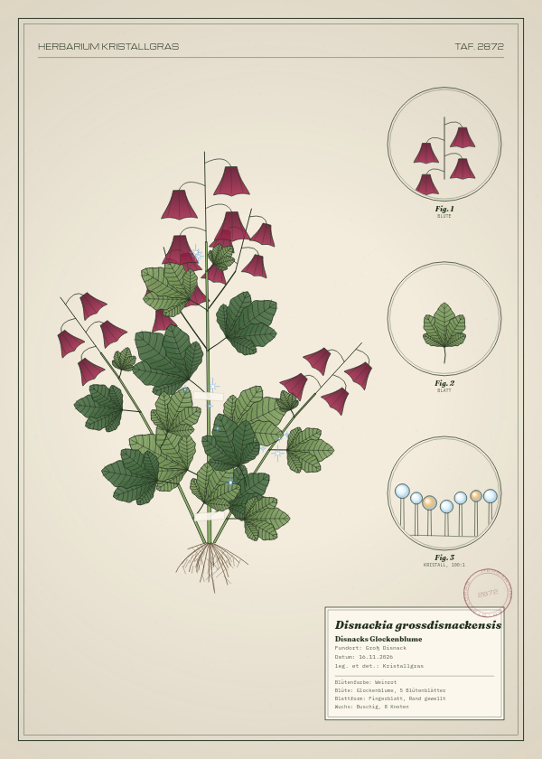 Botanische Tafel: Disnackia grossdisnackensis, eine erfundene Pflanze aus Groß Disnack, gezeichnet wie in einem alten Pflanzenatlas