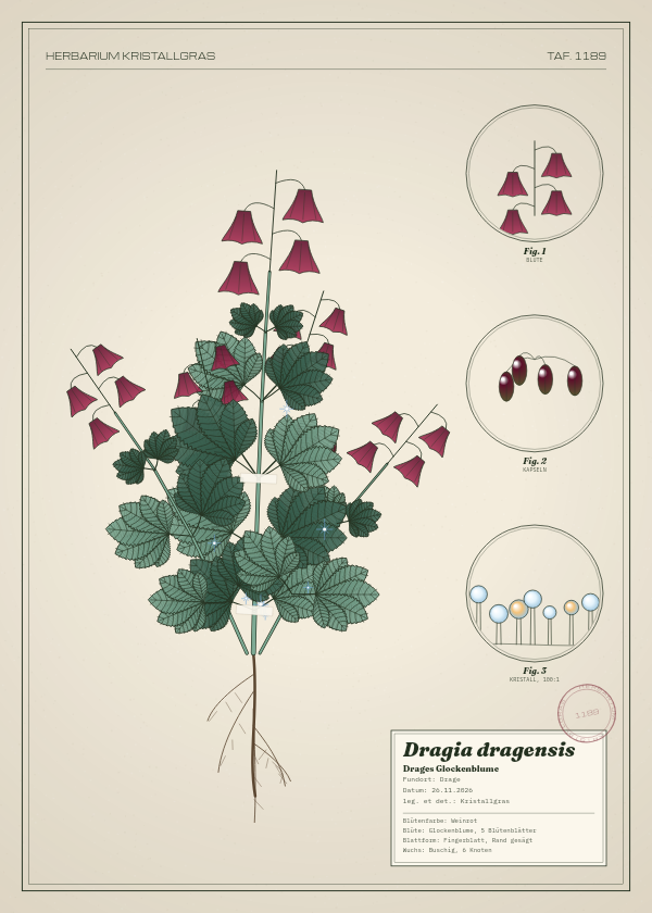 Botanische Tafel: Dragia dragensis, eine erfundene Pflanze aus Drage, gezeichnet wie in einem alten Pflanzenatlas