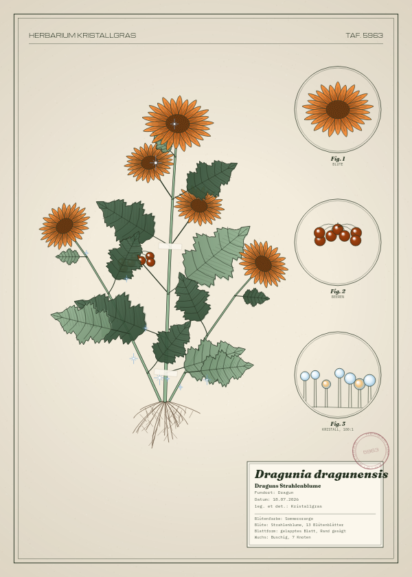 Botanische Tafel: Dragunia dragunensis, eine erfundene Pflanze aus Dragun, gezeichnet wie in einem alten Pflanzenatlas