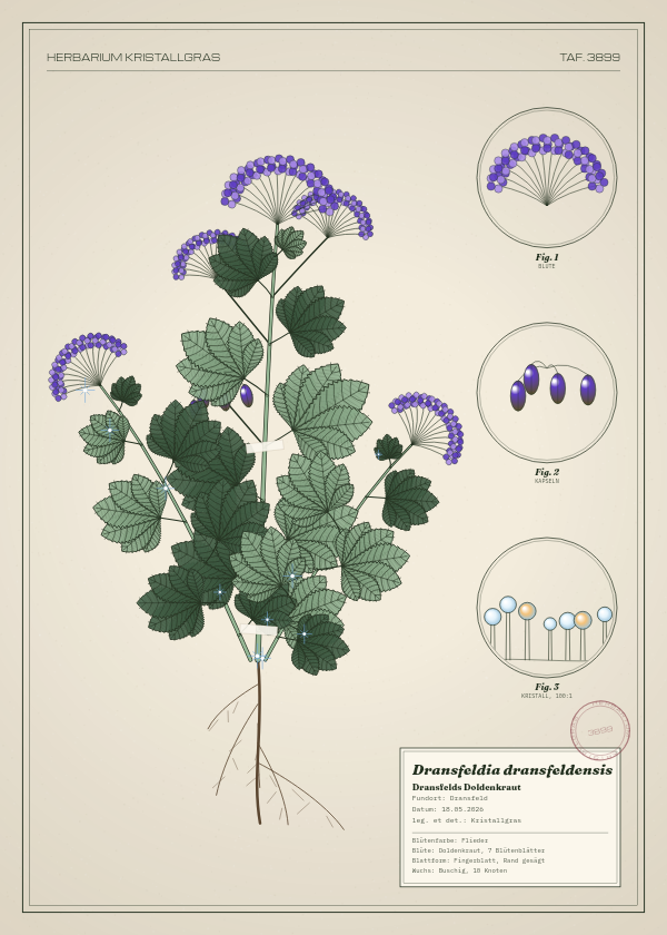 Botanische Tafel: Dransfeldia dransfeldensis, eine erfundene Pflanze aus Dransfeld, gezeichnet wie in einem alten Pflanzenatlas