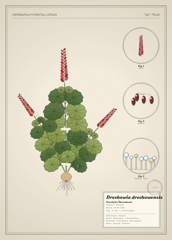 Botanische Tafel: Drechowia drechowensis, eine erfundene Pflanze aus Drechow, gezeichnet wie in einem alten Pflanzenatlas