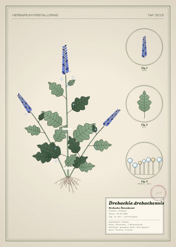 Botanische Tafel: Drebachia drebachensis, eine erfundene Pflanze aus Drebach, gezeichnet wie in einem alten Pflanzenatlas