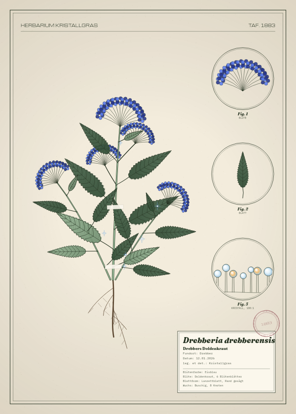 Botanische Tafel: Drebberia drebberensis, eine erfundene Pflanze aus Drebber, gezeichnet wie in einem alten Pflanzenatlas