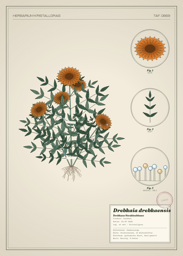 Botanische Tafel: Drebkaia drebkaensis, eine erfundene Pflanze aus Drebkau, gezeichnet wie in einem alten Pflanzenatlas