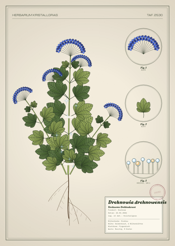 Botanische Tafel: Drehnowia drehnowensis, eine erfundene Pflanze aus Drehnow, gezeichnet wie in einem alten Pflanzenatlas