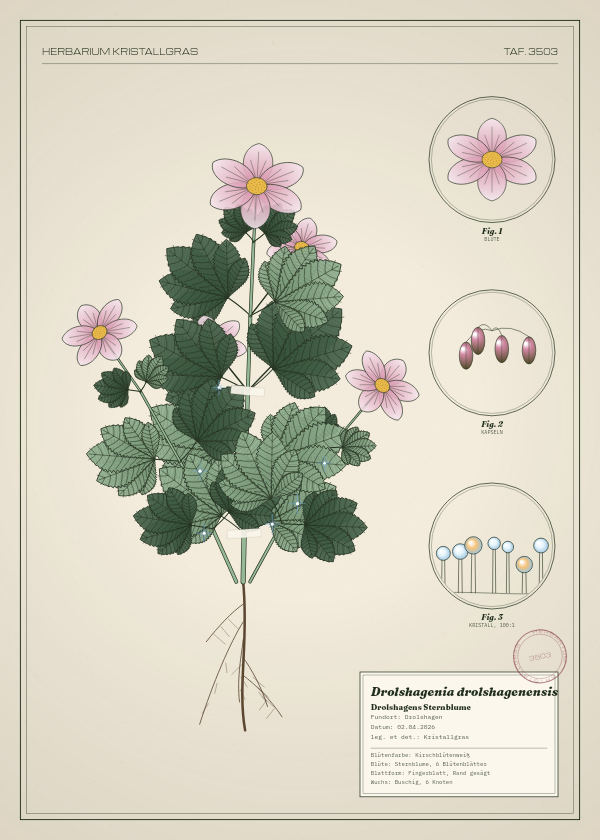 Botanische Tafel: Drolshagenia drolshagenensis, eine erfundene Pflanze aus Drolshagen, gezeichnet wie in einem alten Pflanzenatlas