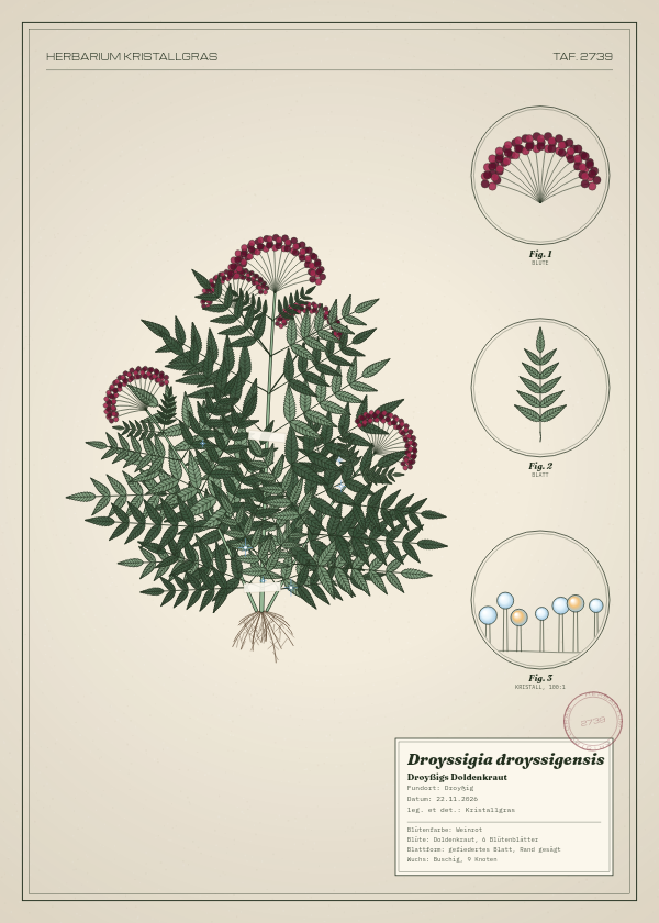Botanische Tafel: Droyssigia droyssigensis, eine erfundene Pflanze aus Droyßig, gezeichnet wie in einem alten Pflanzenatlas