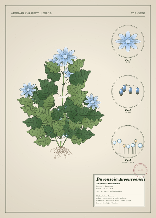 Botanische Tafel: Duvenseia duvenseensis, eine erfundene Pflanze aus Duvensee, gezeichnet wie in einem alten Pflanzenatlas