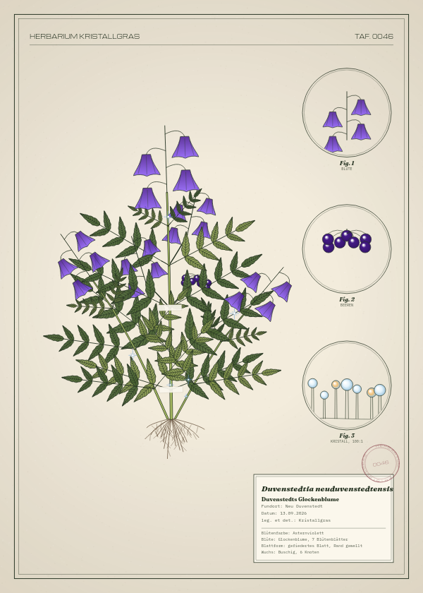 Botanische Tafel: Duvenstedtia neuduvenstedtensis, eine erfundene Pflanze aus Neu Duvenstedt, gezeichnet wie in einem alten Pflanzenatlas