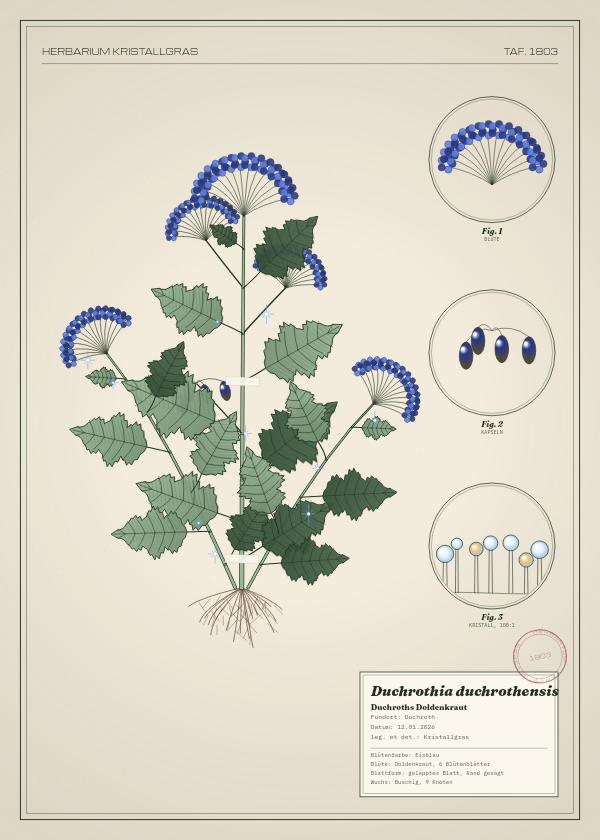 Botanische Tafel: Duchrothia duchrothensis, eine erfundene Pflanze aus Duchroth, gezeichnet wie in einem alten Pflanzenatlas