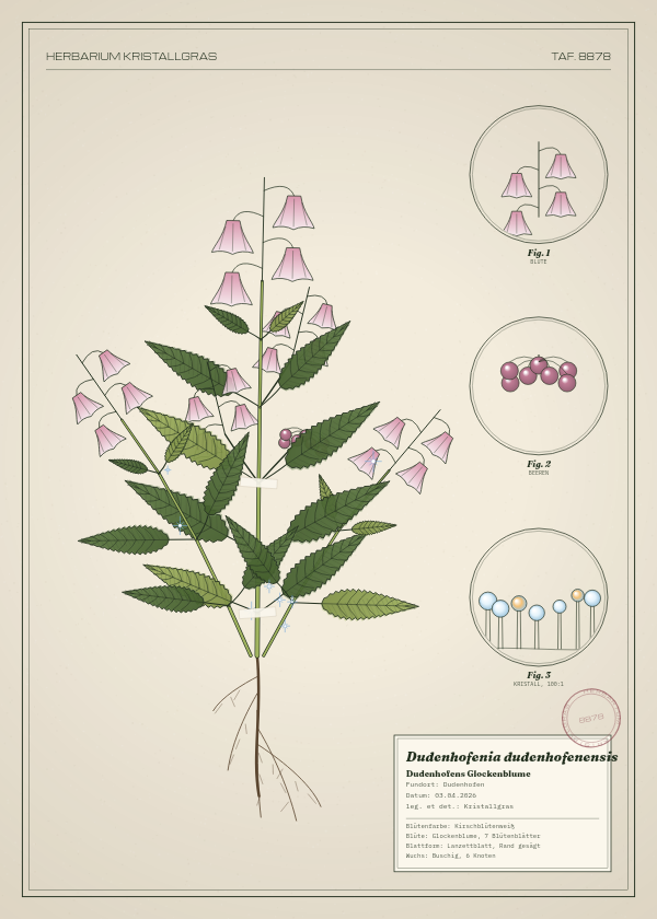 Botanische Tafel: Dudenhofenia dudenhofenensis, eine erfundene Pflanze aus Dudenhofen, gezeichnet wie in einem alten Pflanzenatlas