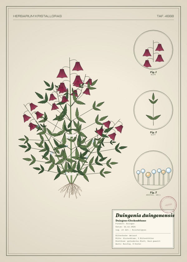 Botanische Tafel: Duingenia duingenensis, eine erfundene Pflanze aus Duingen, gezeichnet wie in einem alten Pflanzenatlas