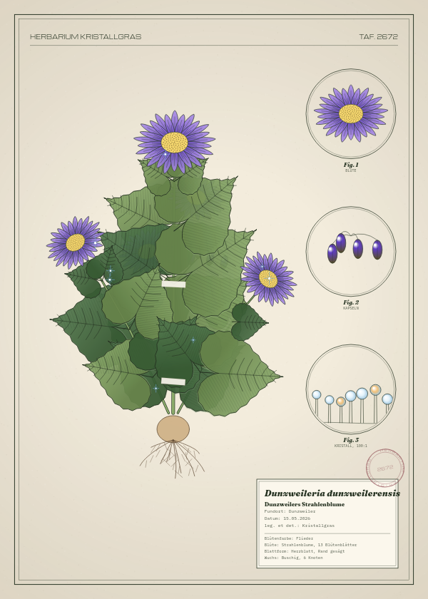 Botanische Tafel: Dunzweileria dunzweilerensis, eine erfundene Pflanze aus Dunzweiler, gezeichnet wie in einem alten Pflanzenatlas