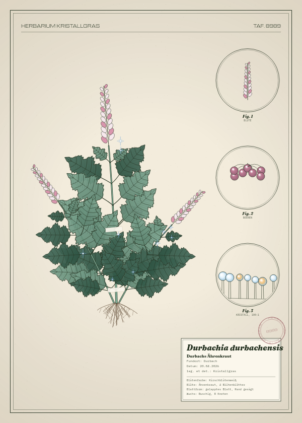 Botanische Tafel: Durbachia durbachensis, eine erfundene Pflanze aus Durbach, gezeichnet wie in einem alten Pflanzenatlas