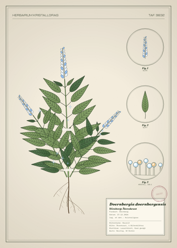 Botanische Tafel: Doernbergia doernbergensis, eine erfundene Pflanze aus Dörnberg, gezeichnet wie in einem alten Pflanzenatlas