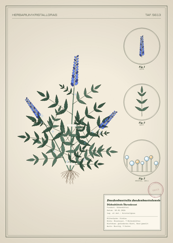 Botanische Tafel: Duedenbuettelia duedenbuettelensis, eine erfundene Pflanze aus Düdenbüttel, gezeichnet wie in einem alten Pflanzenatlas