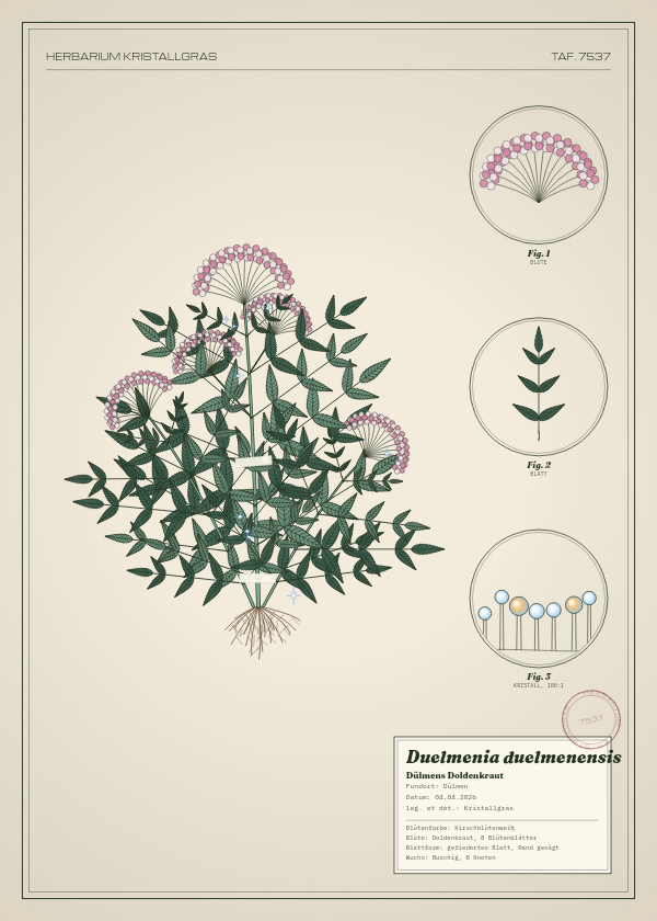 Botanische Tafel: Duelmenia duelmenensis, eine erfundene Pflanze aus Dülmen, gezeichnet wie in einem alten Pflanzenatlas