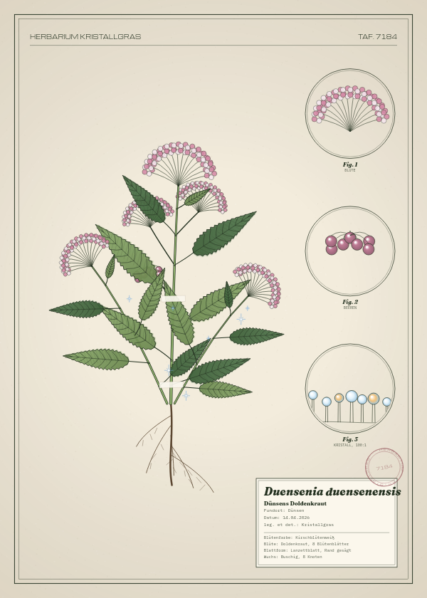 Botanische Tafel: Duensenia duensenensis, eine erfundene Pflanze aus Dünsen, gezeichnet wie in einem alten Pflanzenatlas
