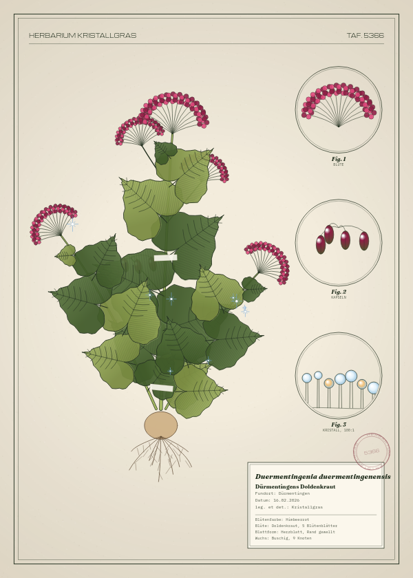 Botanische Tafel: Duermentingenia duermentingenensis, eine erfundene Pflanze aus Dürmentingen, gezeichnet wie in einem alten Pflanzenatlas