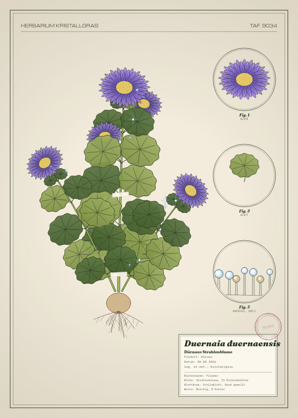 Botanische Tafel: Duernaia duernaensis, eine erfundene Pflanze aus Dürnau, gezeichnet wie in einem alten Pflanzenatlas
