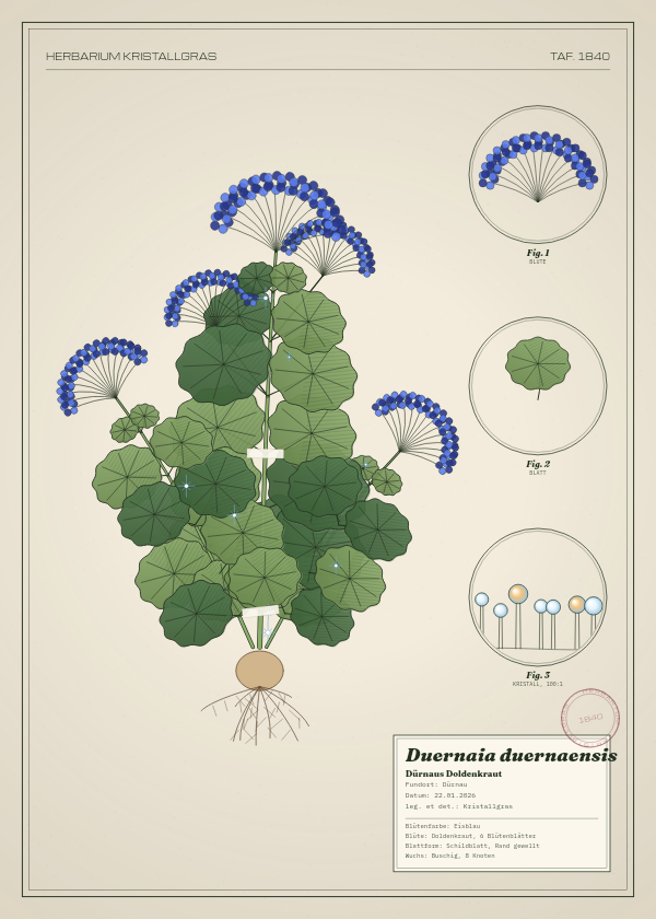 Botanische Tafel: Duernaia duernaensis, eine erfundene Pflanze aus Dürnau, gezeichnet wie in einem alten Pflanzenatlas