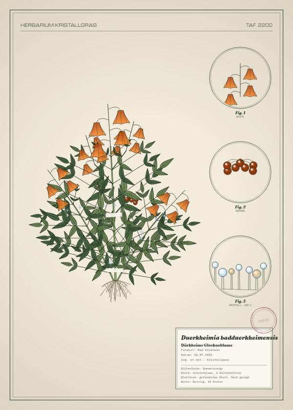 Botanische Tafel: Duerkheimia badduerkheimensis, eine erfundene Pflanze aus Bad Dürkheim, gezeichnet wie in einem alten Pflanzenatlas