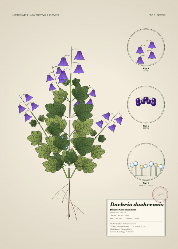 Botanische Tafel: Daehria daehrensis, eine erfundene Pflanze aus Dähre, gezeichnet wie in einem alten Pflanzenatlas