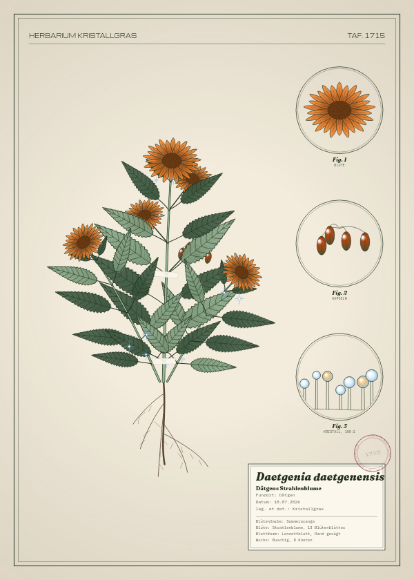 Botanische Tafel: Daetgenia daetgenensis, eine erfundene Pflanze aus Dätgen, gezeichnet wie in einem alten Pflanzenatlas