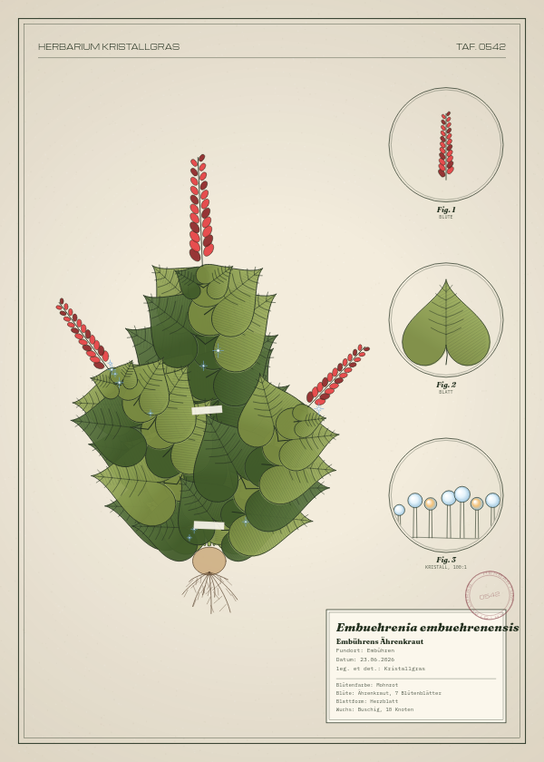 Botanische Tafel: Embuehrenia embuehrenensis, eine erfundene Pflanze aus Embühren, gezeichnet wie in einem alten Pflanzenatlas