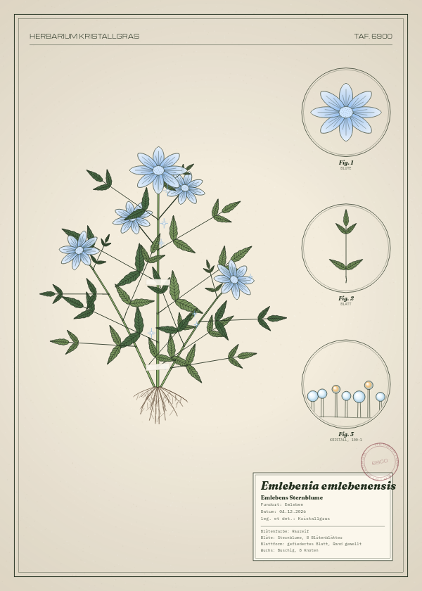 Botanische Tafel: Emlebenia emlebenensis, eine erfundene Pflanze aus Emleben, gezeichnet wie in einem alten Pflanzenatlas