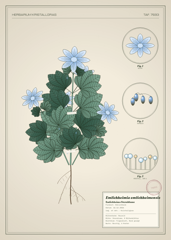 Botanische Tafel: Emlichheimia emlichheimensis, eine erfundene Pflanze aus Emlichheim, gezeichnet wie in einem alten Pflanzenatlas