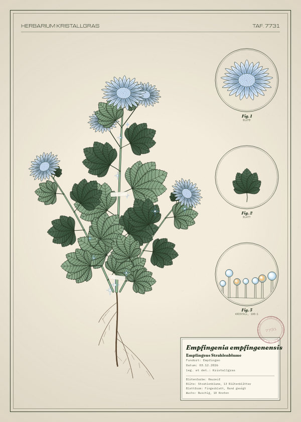 Botanische Tafel: Empfingenia empfingenensis, eine erfundene Pflanze aus Empfingen, gezeichnet wie in einem alten Pflanzenatlas