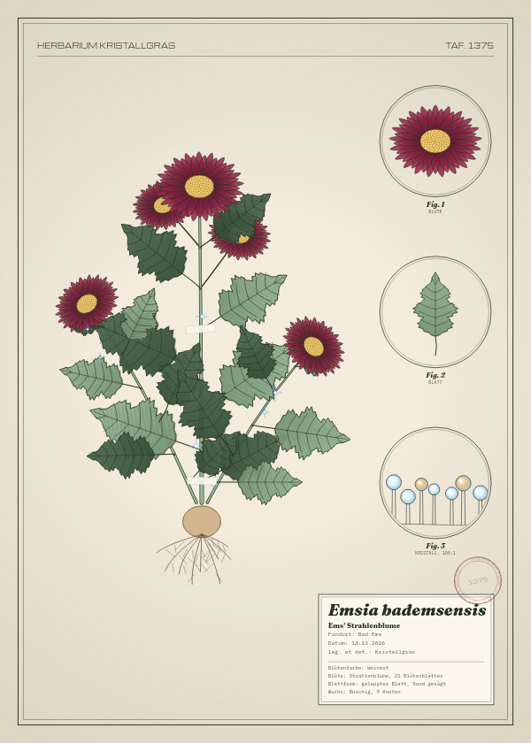Botanische Tafel: Emsia bademsensis, eine erfundene Pflanze aus Bad Ems, gezeichnet wie in einem alten Pflanzenatlas